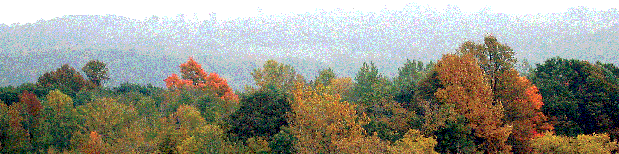 Trees in the fall